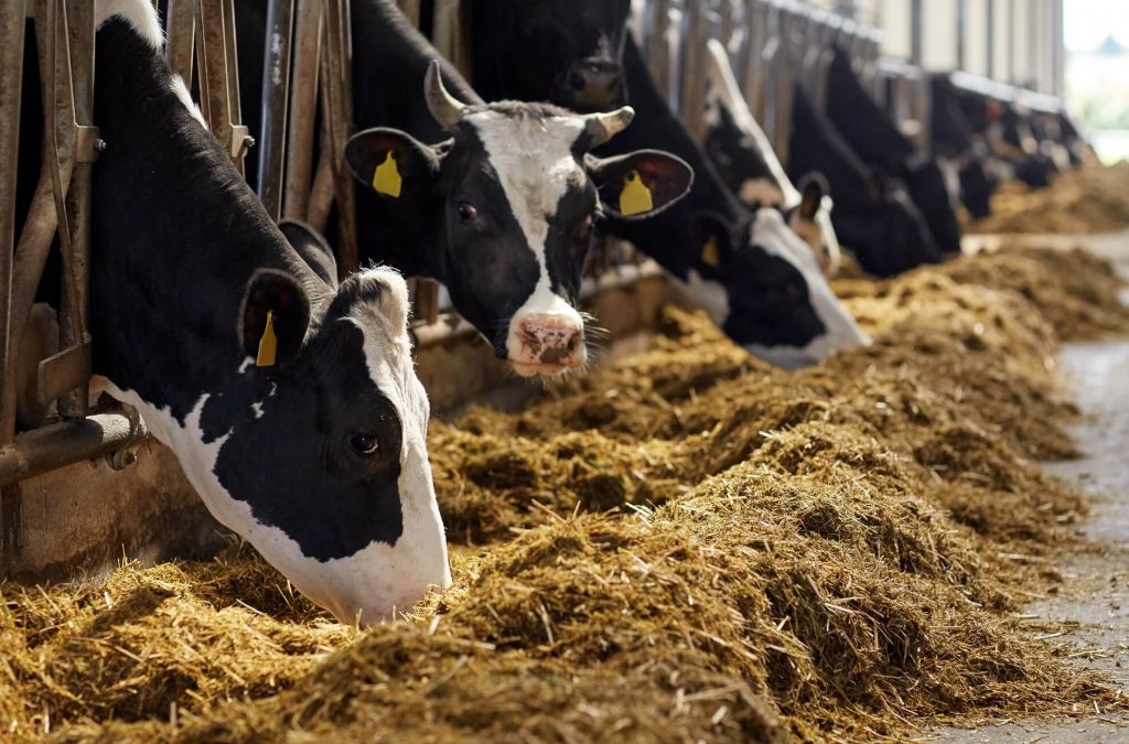 cows-eating-in-stalls-adobestock